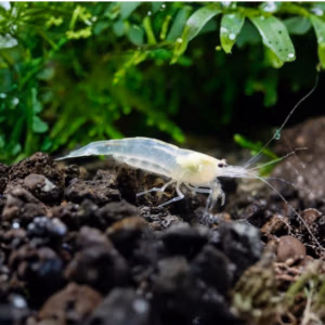 Crevette Japonica Amano Blanche White – Mangeuse d&rsquo;Algues