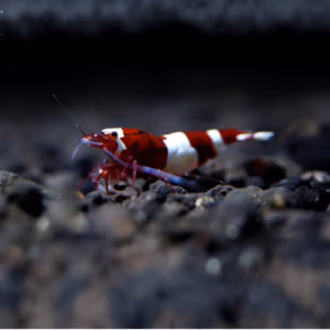 Crevette Red Wine Panda – Caridina d&rsquo;Aquarium