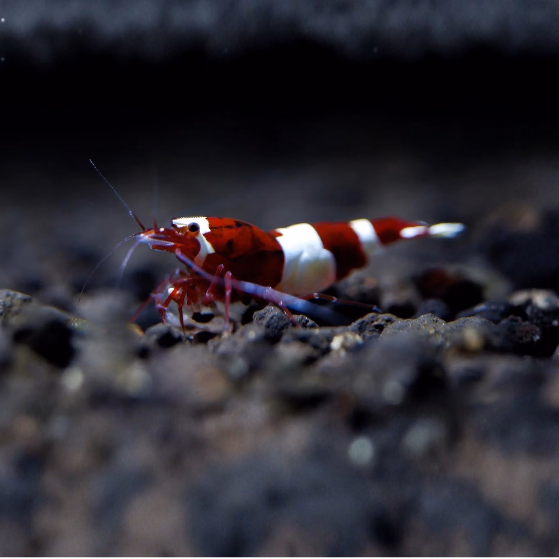 Crevette Red Wine Panda - Caridina d'Aquarium Le Crevettilus